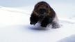 Image of Nature: Wolverine - Chasing the Phantom