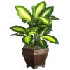 20 In. Golden Dieffenbachia Silk Plant with Wood Vase