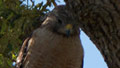 Hawk divebombs general in front yard