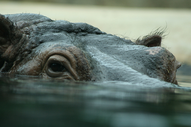 hippo mum