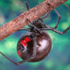 thumbnail of black widow spider