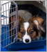 secrets of crate training