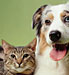 Cat People vs Dog People Slideshow