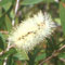 Single Melaleuca Tree