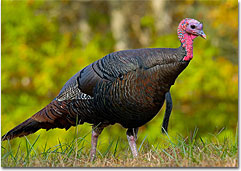 Wild Turkey