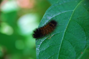 Photo of woolly bear caterpillar on leaf