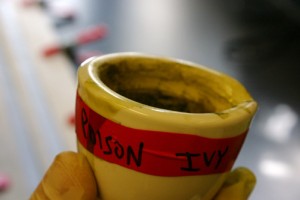 Photo of hand holding cup of mixture containing poison ivy essence