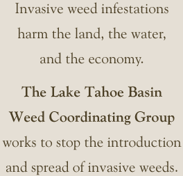 The Lake Tahoe Basin Weed Coordinating Group works to stop invasive weed infestations