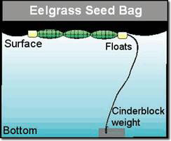 Eelgrass Seed Bag