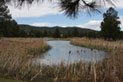 Mora National Fish Hatchery and Technology Center in New Mexico. Credit: USFWS