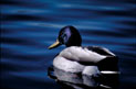 Mallard. Credit: Thomas G. Barnes / University of Kentucky