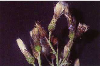 Photo of Cirsium arvense (L.) Scop.
