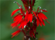 Cardinal Flower