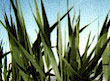 Smooth Cordgrass