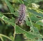 GM Larvae Defoliation