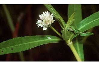 Photo of Alternanthera philoxeroides (Mart.) Griseb.