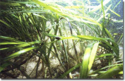 Underwater bay grasses