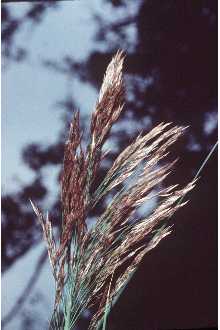 Photo of Phragmites australis (Cav.) Trin. ex Steud.