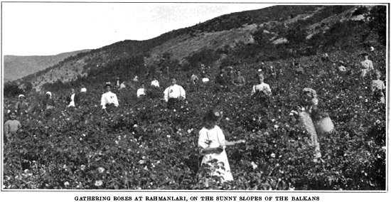 Gatherin roses in Bulgaria