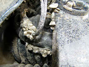 Mussels attached to boat. Photo by Elizabeth Brown, DOW. 