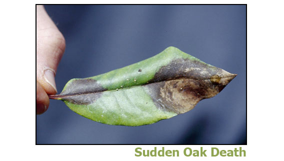 sudden oak death