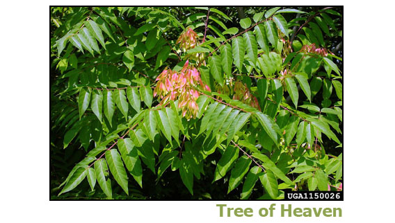 tree of heaven