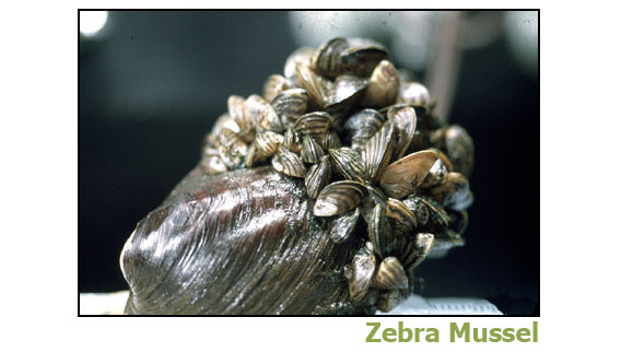 zebra mussel