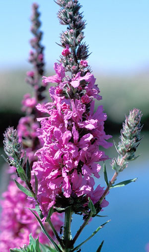 Purple Loosestrife