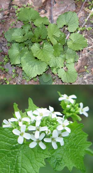 Garlic Mustard