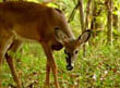 White-tailed Deer