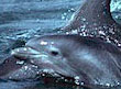 Atlantic Bottlenose Dolphin