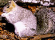 Delmarva Fox Squirrel