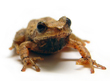 Northern Spring Peeper