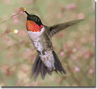 Ruby-throated Hummingbird