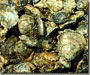 Chesapeake Bay Oysters