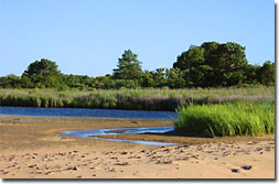 A tidal marsh