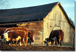 Cows on a farm