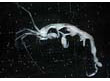 Skeleton Shrimp