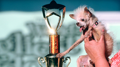 World's Ugliest Dog Crowned