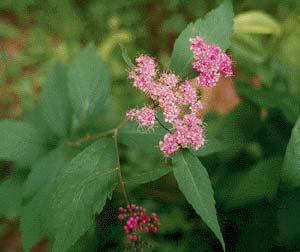 Japanese Spiraea