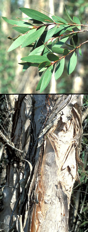 Paperbark Tree