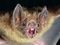 Common Vampire Bat