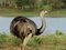 Greater Rhea