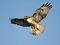 Red-Tailed Hawk