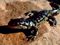 Tiger Salamander