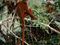 Red Leaf Monkey