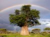 Photo: Rainbow over a baobab tree