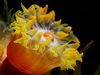 Photo: A yellow sea anemone