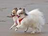 Photo: Two dogs walking along the beach