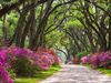 Photo: Trees over a roadway in South Louisiana